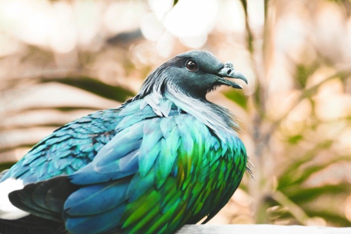 Экзотическая птица, Никобарский Голубь - Exotic bird, Nicobar Pigeon